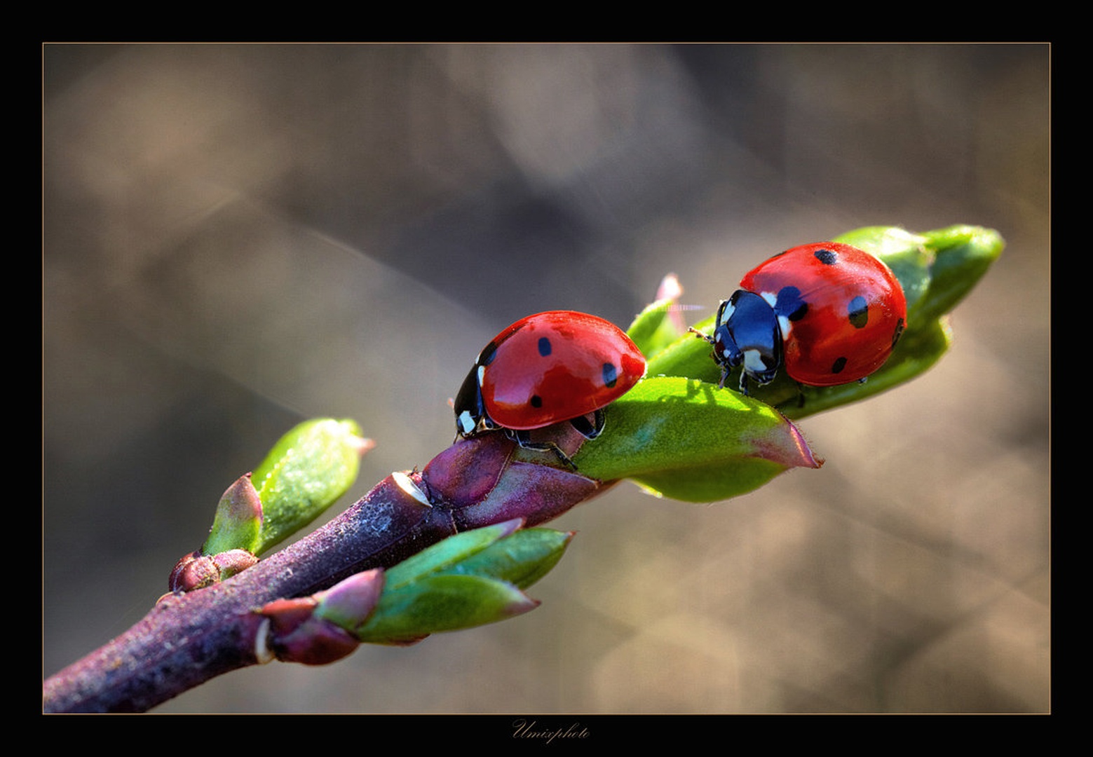 Ko te ujamem ... by umix