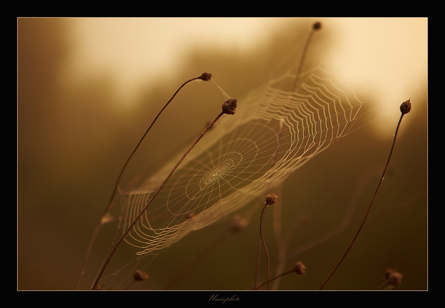 Tarča by umix