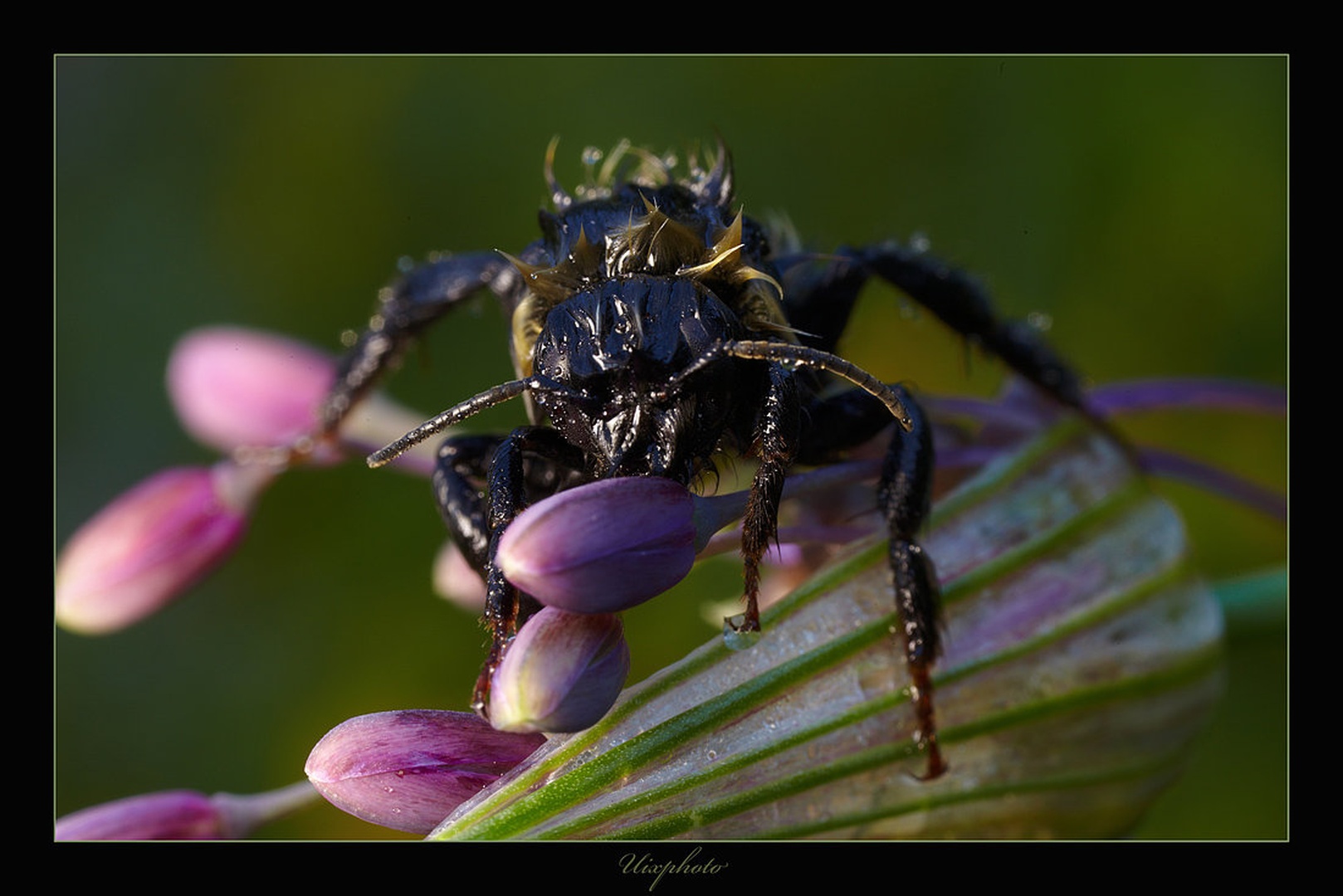 Lepotec iz Bohinja by umix