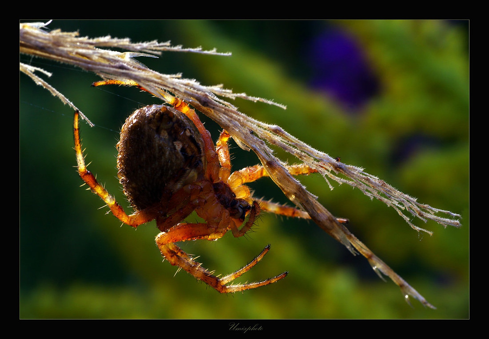 Jutranja joga by umix