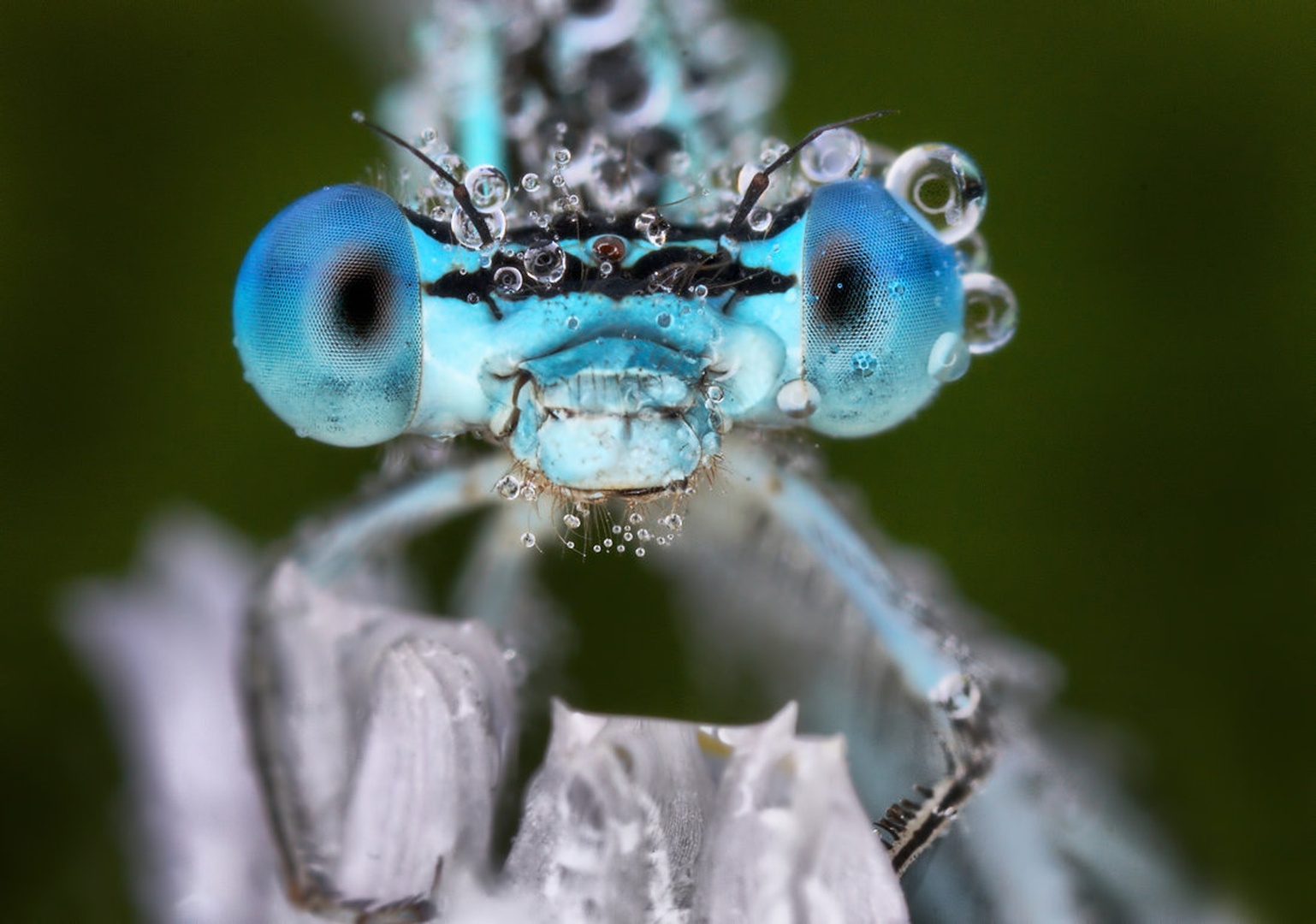 Lue Eyes by umix