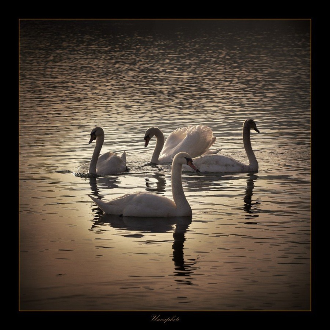 Parčkanje by umix