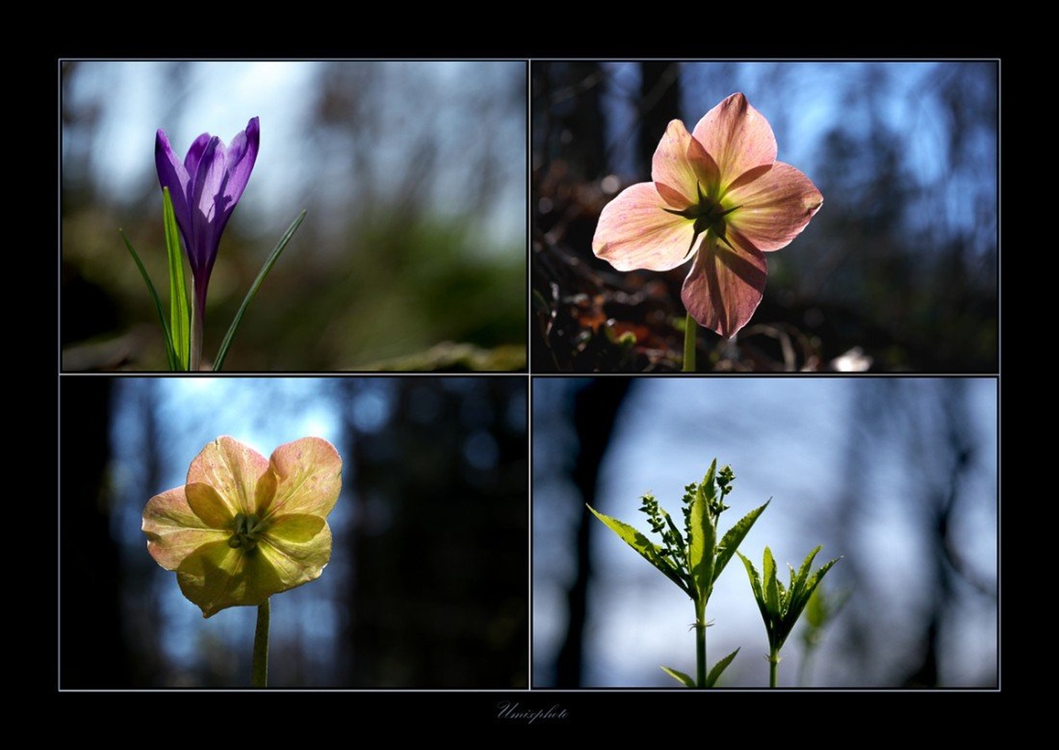Impresije pomladi I by umix