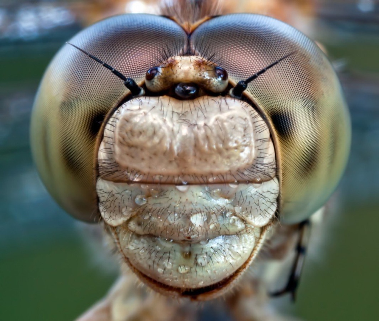 Face by umix