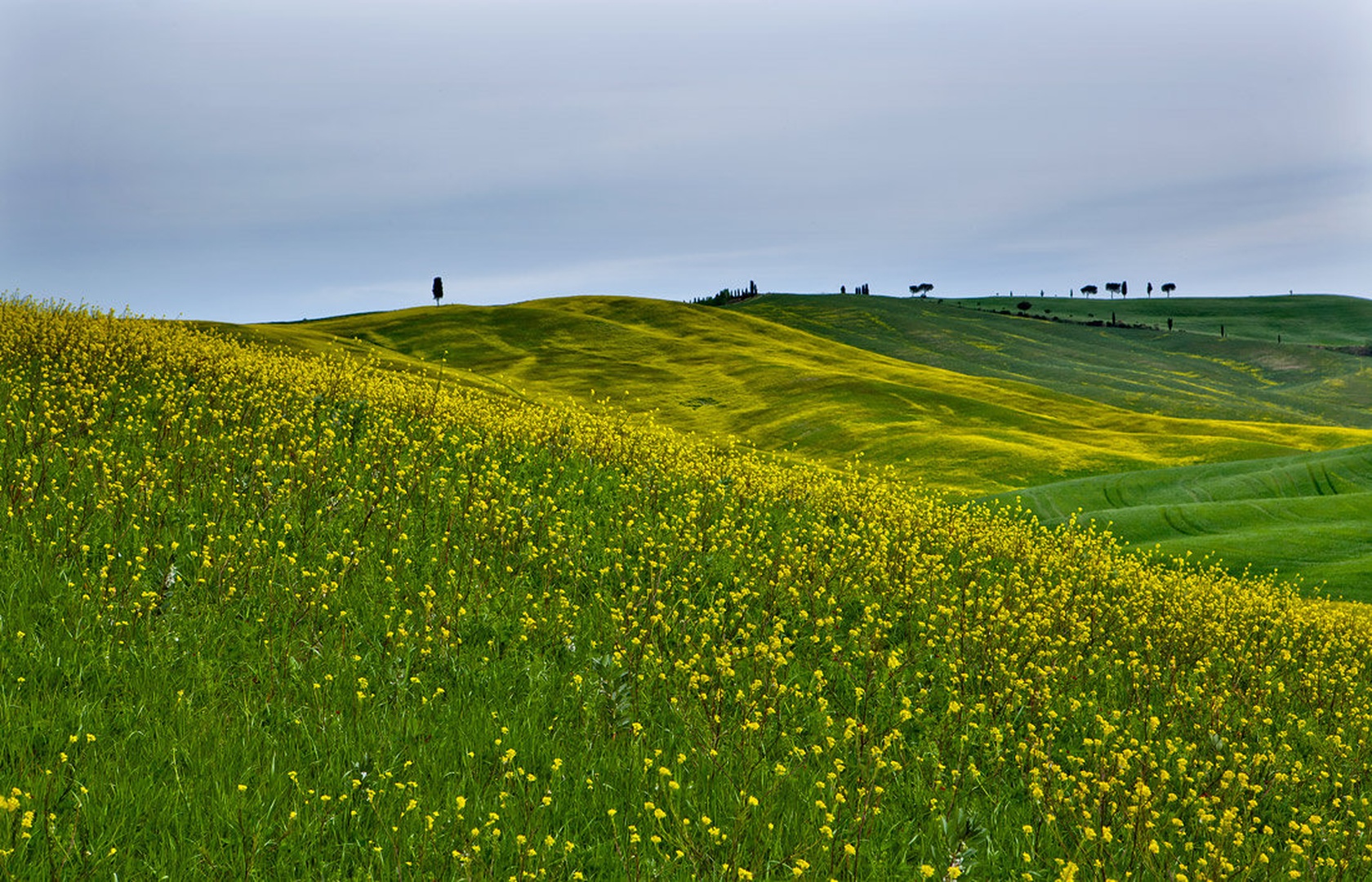 Toscany Lines by umix