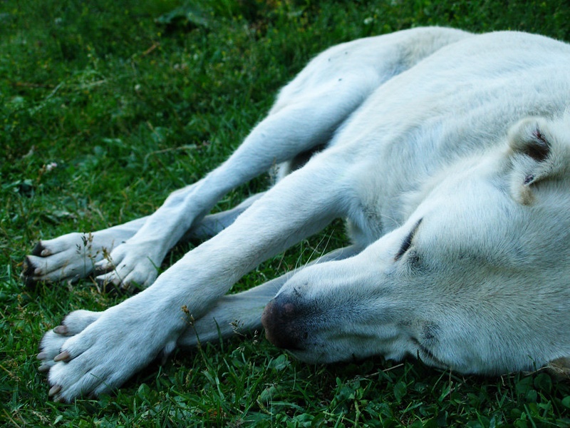 sleeping wolf by Urška Torkar