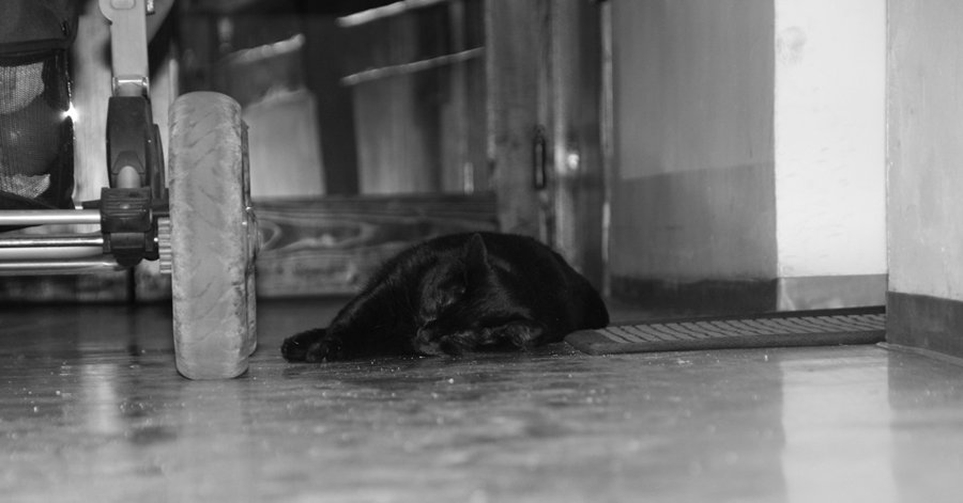 Ran over by Aleš Sušnik