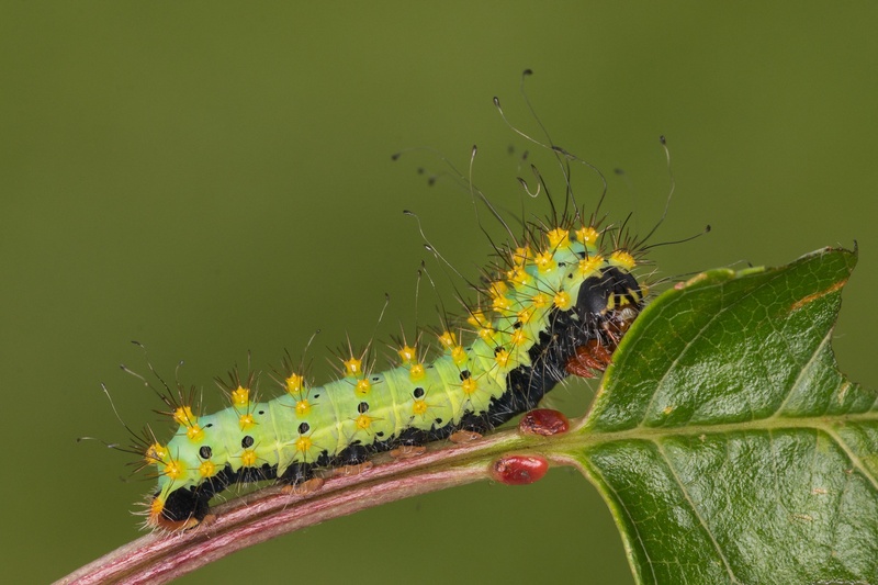 Caterpillar hair style by ziga