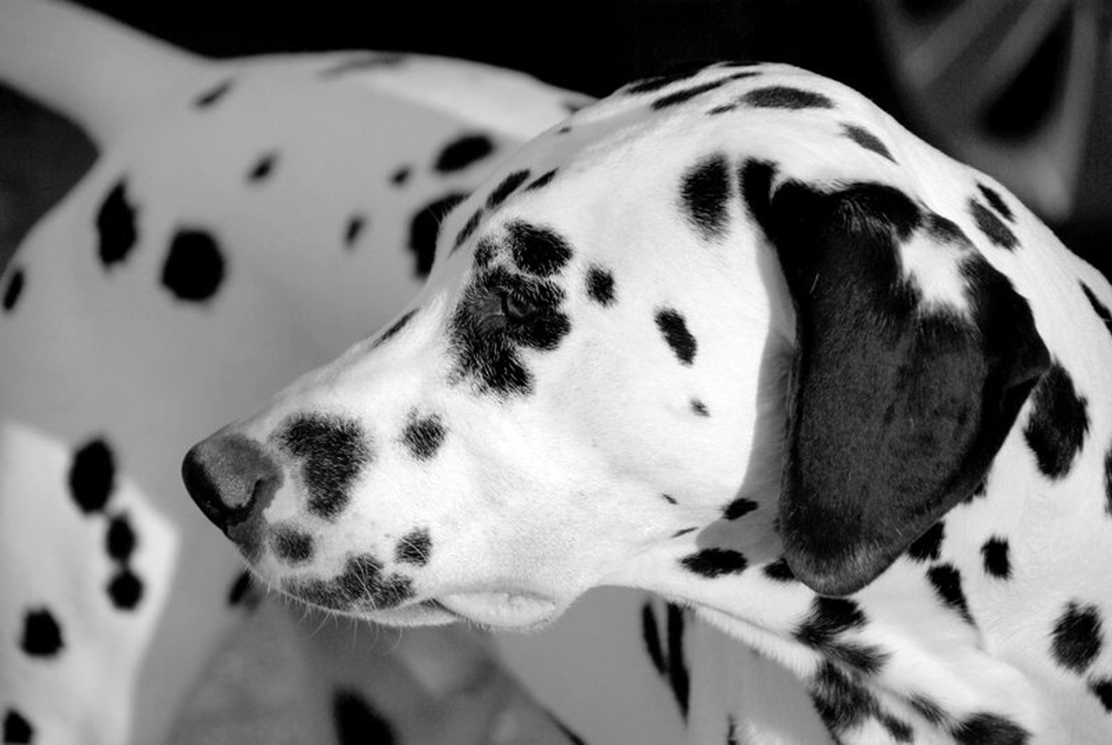 Pongo by