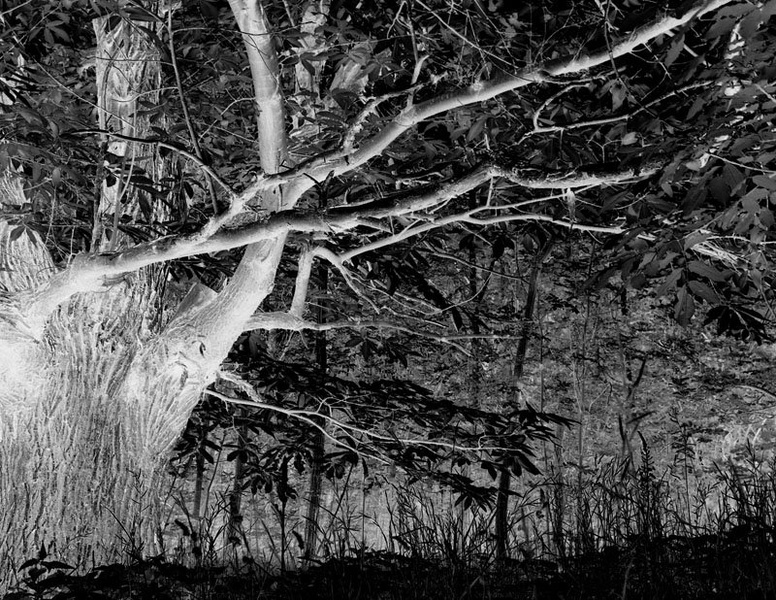 Master of forest by Nightwish