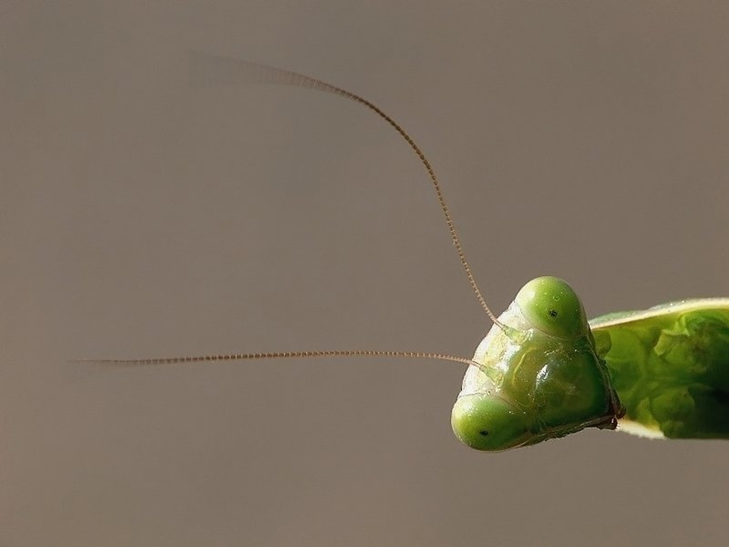 Ćuuuuuuuuuuuuuu by Vedran Vidak
