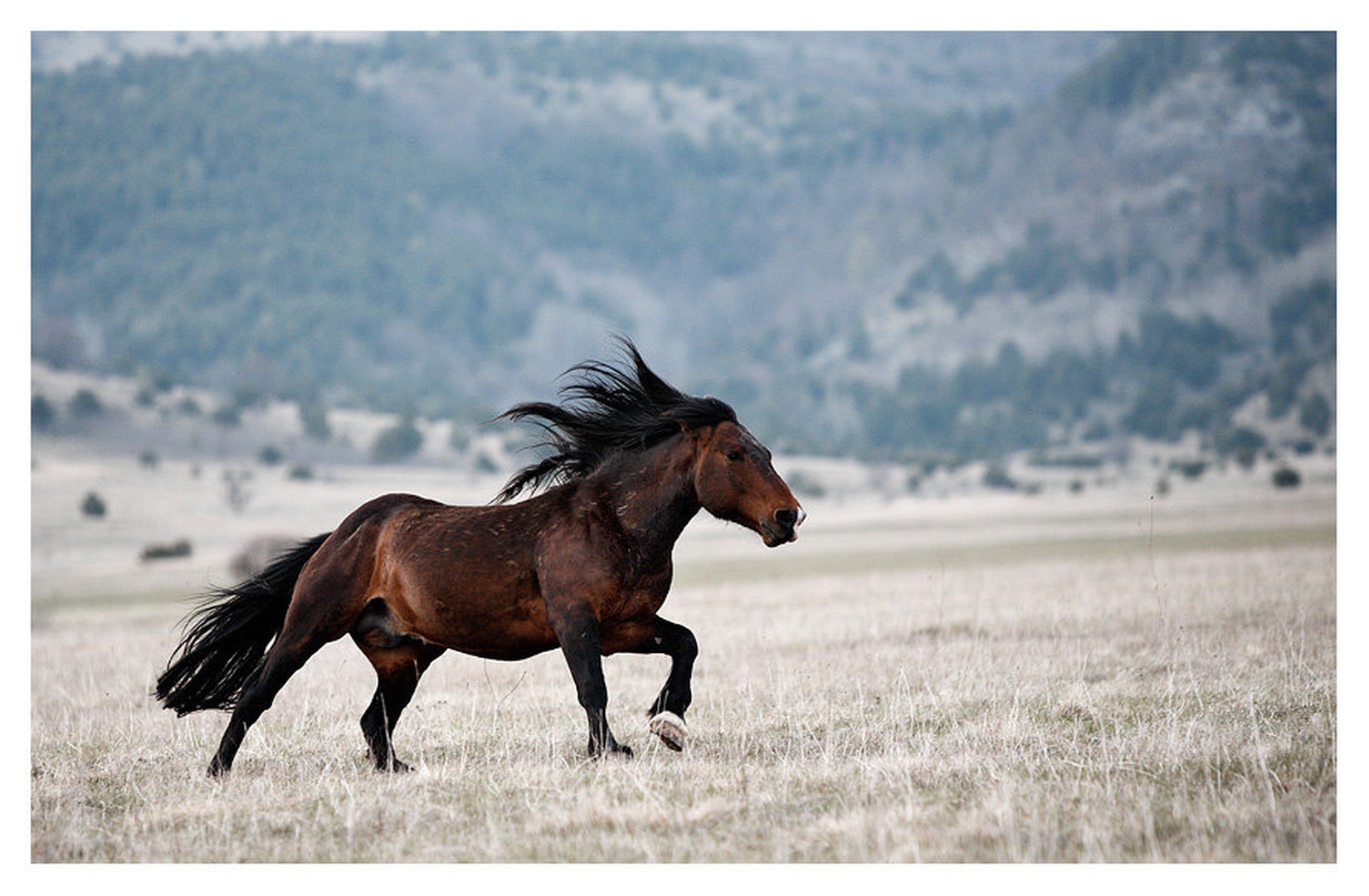 Galop by Vedran Vidak
