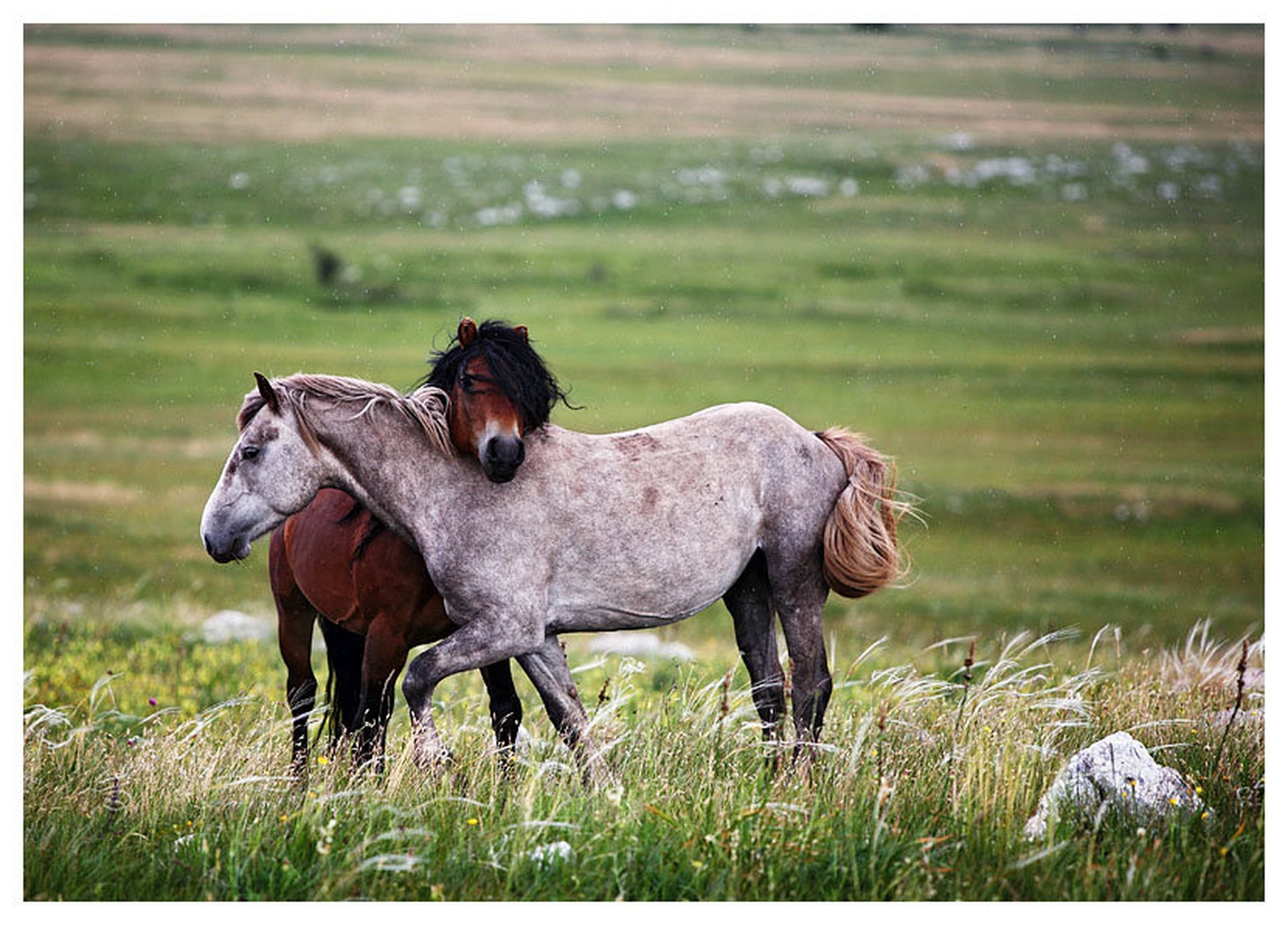 Na kiši by Vedran Vidak