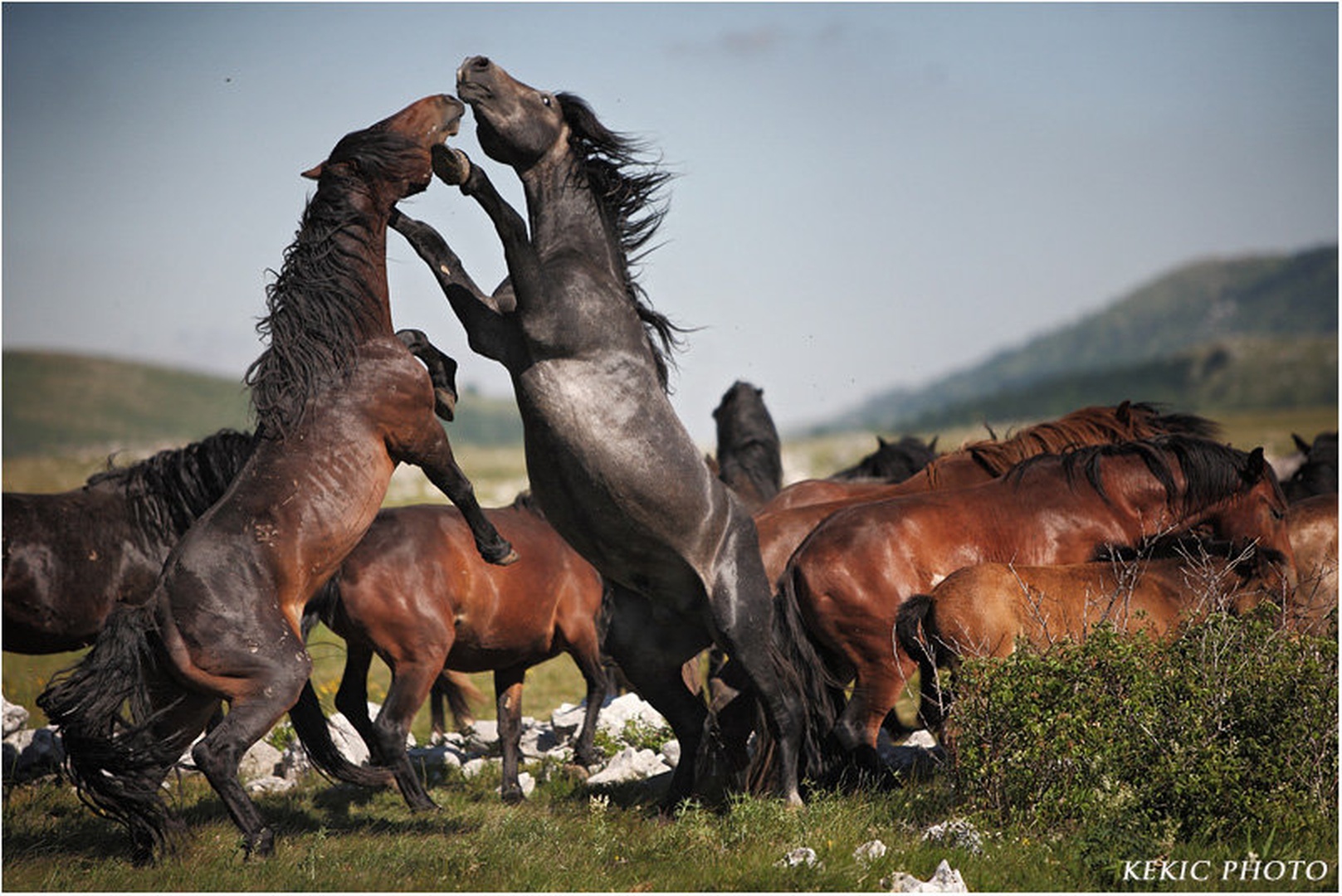 Fight by Vedran Vidak