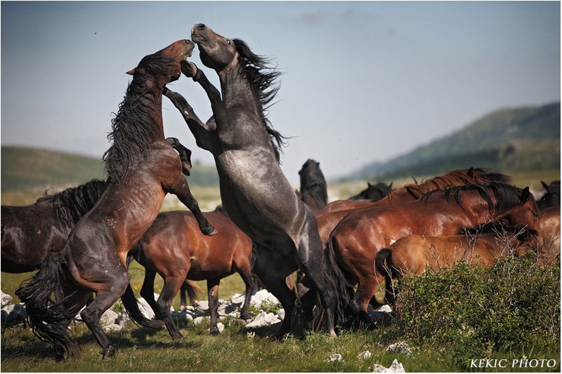 Fight by Vedran Vidak