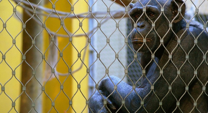 F Captivity by Nejc