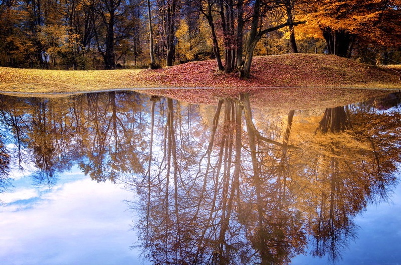 zrcalno refleksni gozd by darmaj