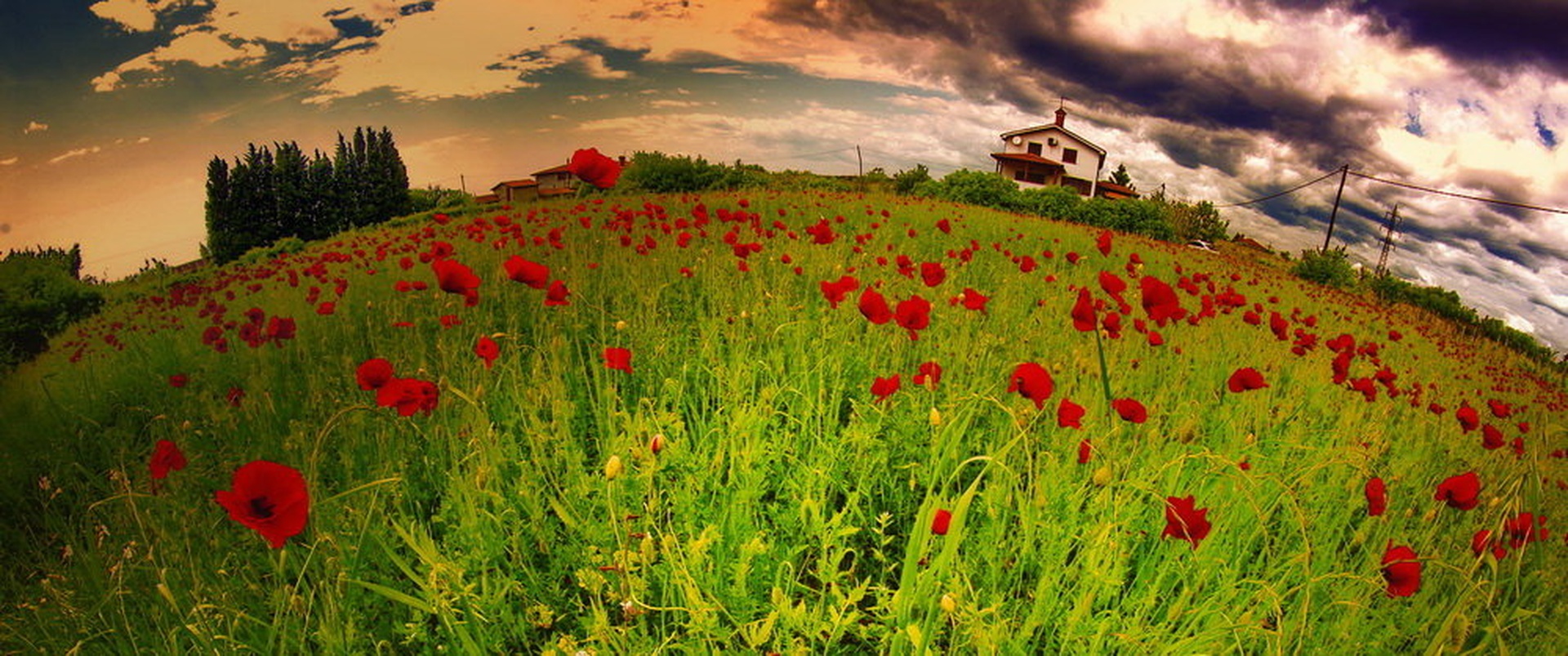 poppyland by darmaj
