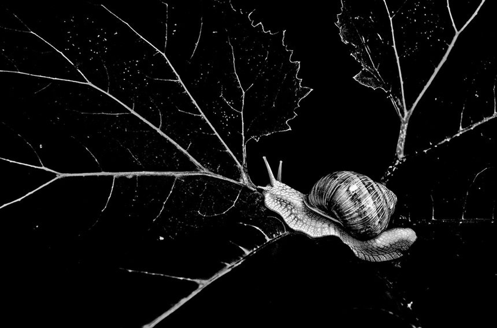 cochlea by darmaj