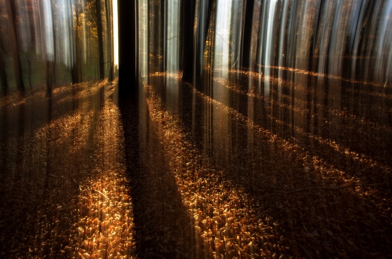 gozdna preproga by darmaj