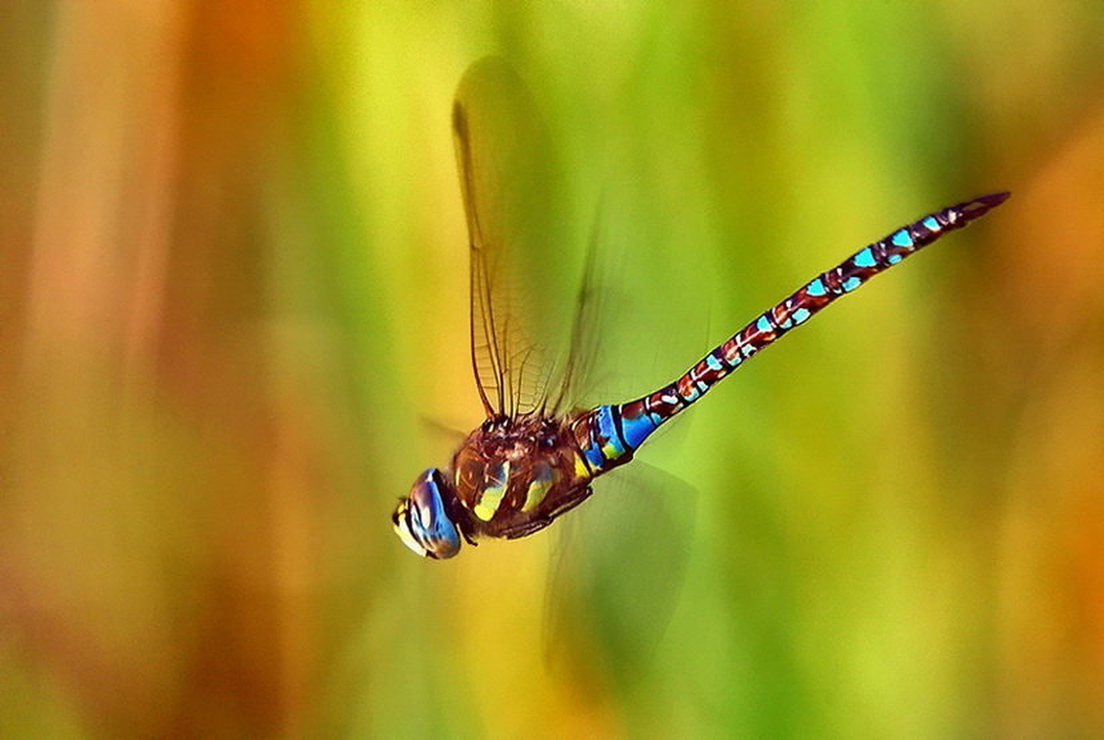 odonata by darmaj