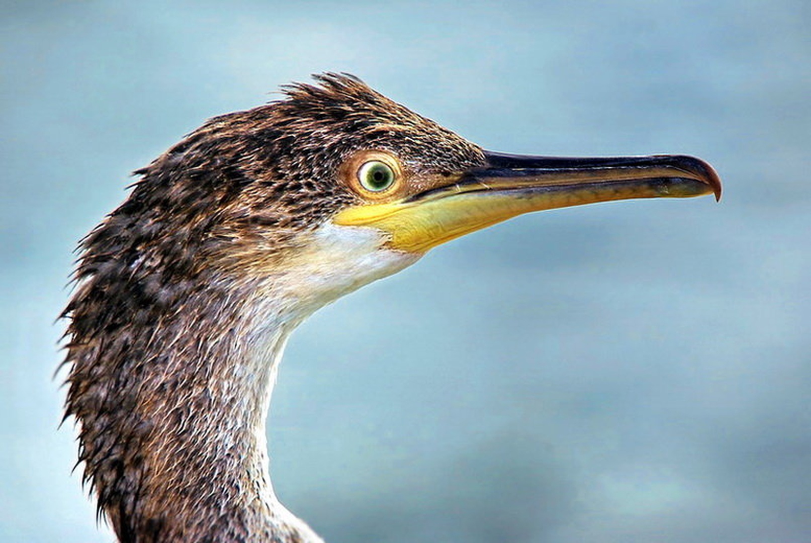 morska roparica by darmaj
