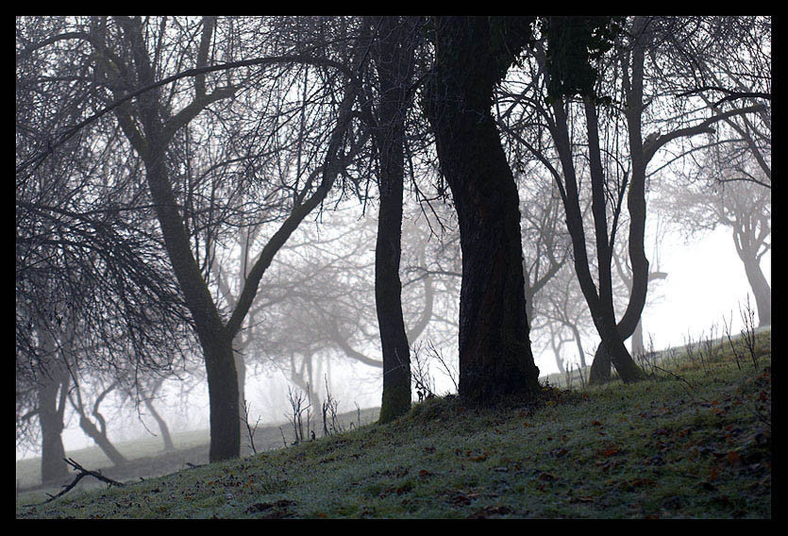 Mrzlo in megleno. by