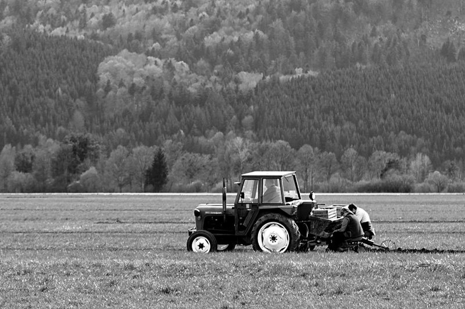 Sajenje by