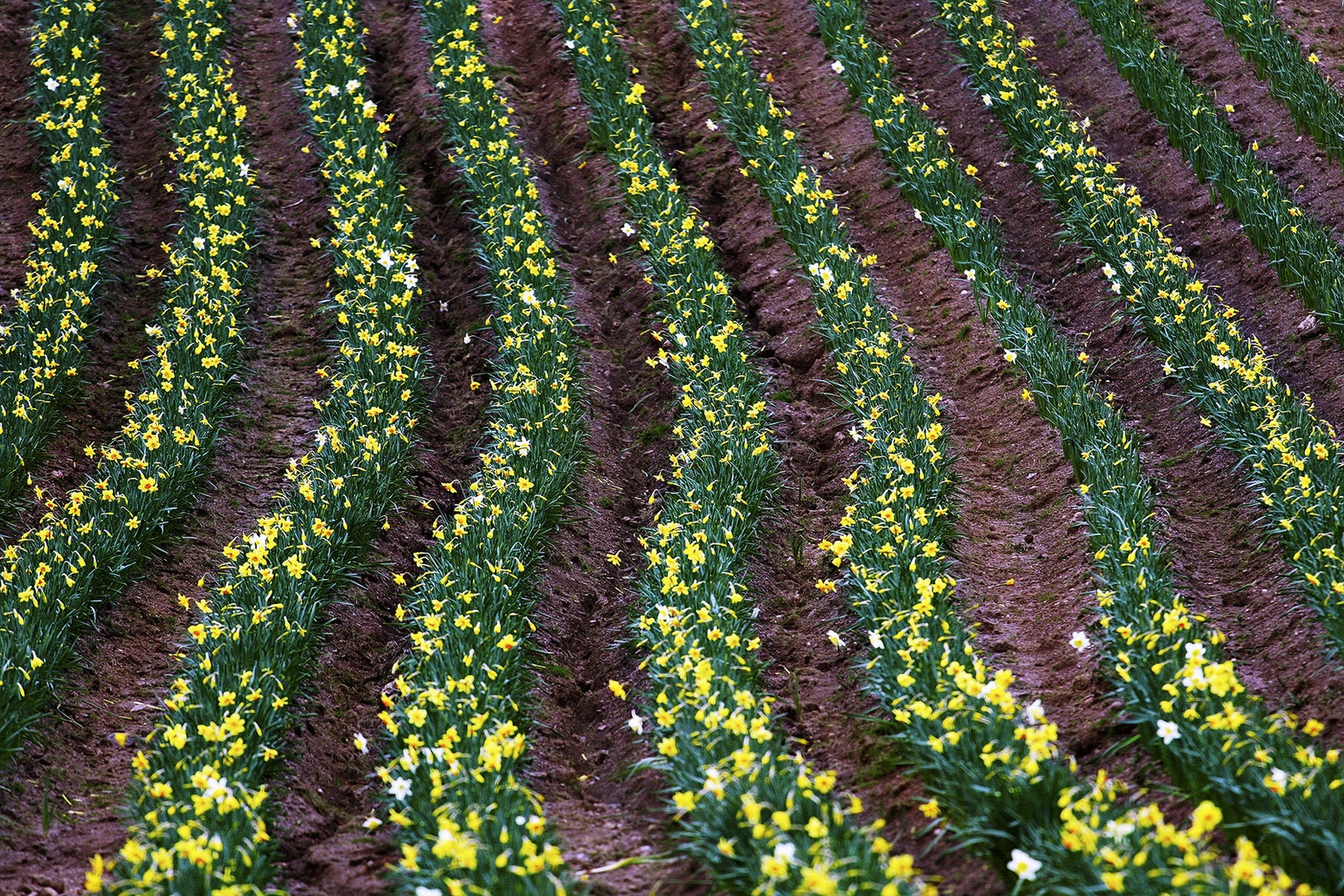Spring Waves of Daffodils by matic golob