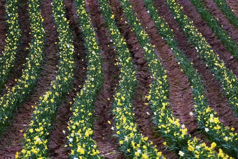 Spring Waves of Daffodils by matic golob