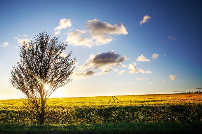 Field of Gold by matic golob