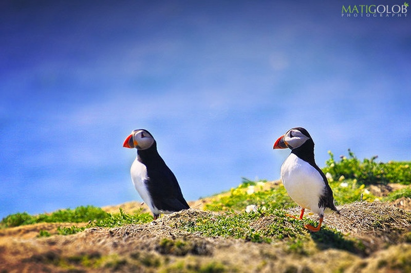 Puffins (Skomer Island) VI by matic golob