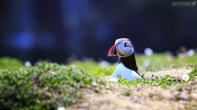 Puffins (Skomer Island) IX by matic golob