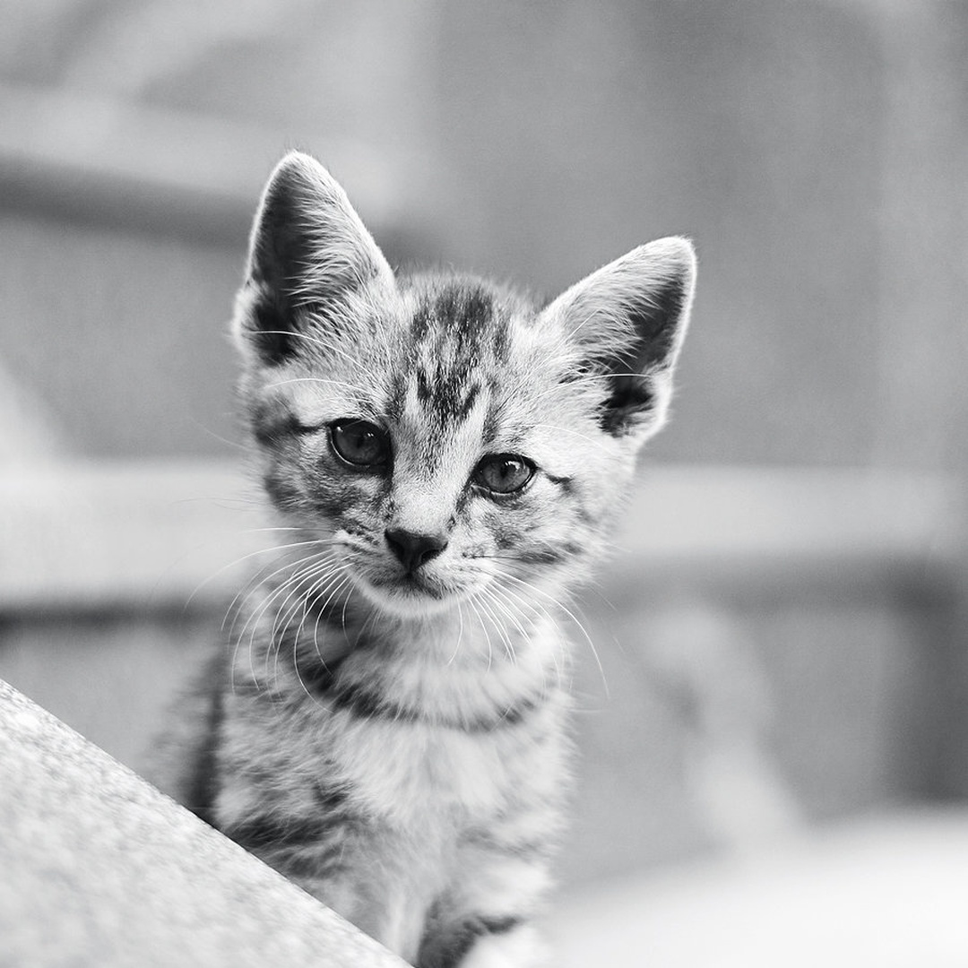 Serious by matic golob