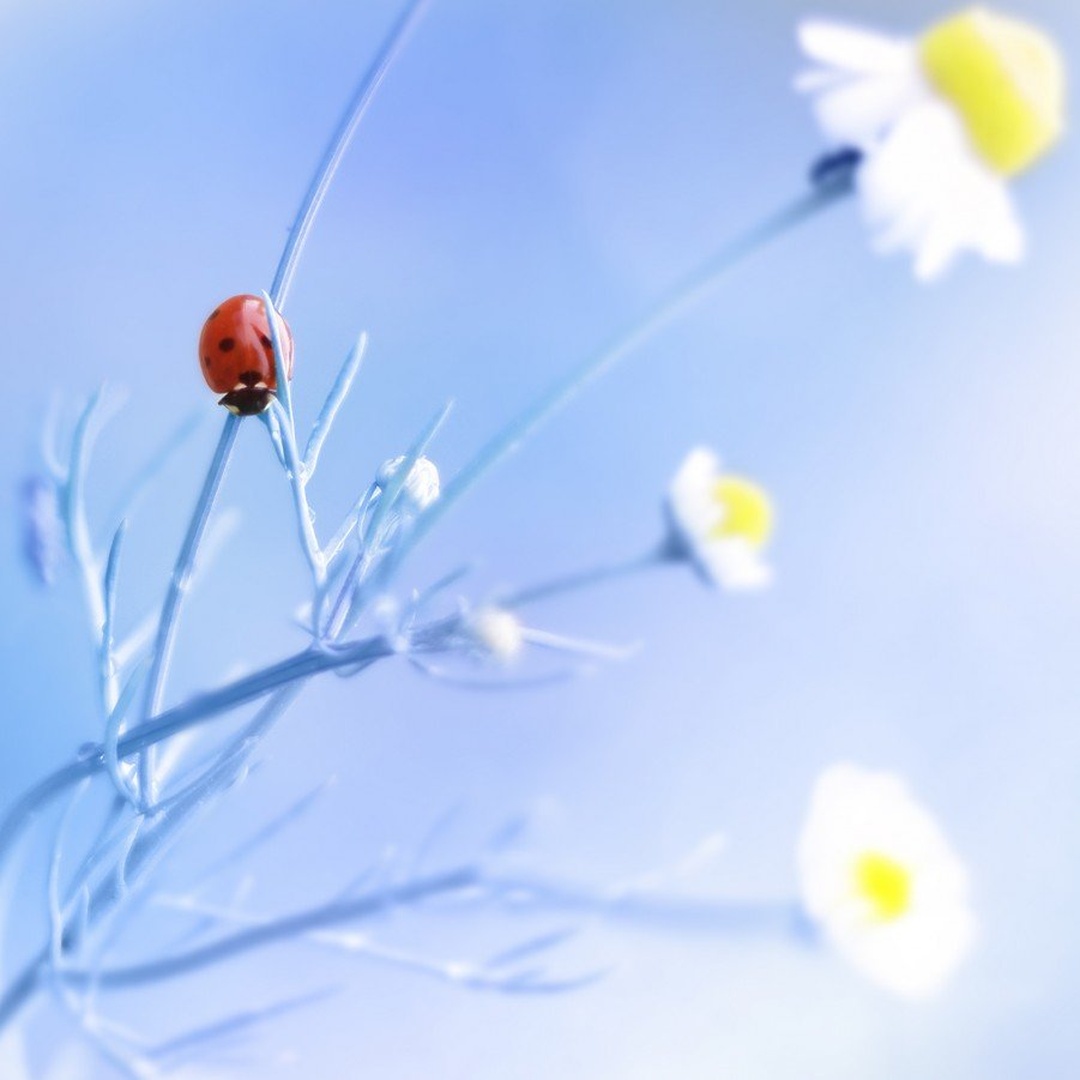 red lady by matic golob