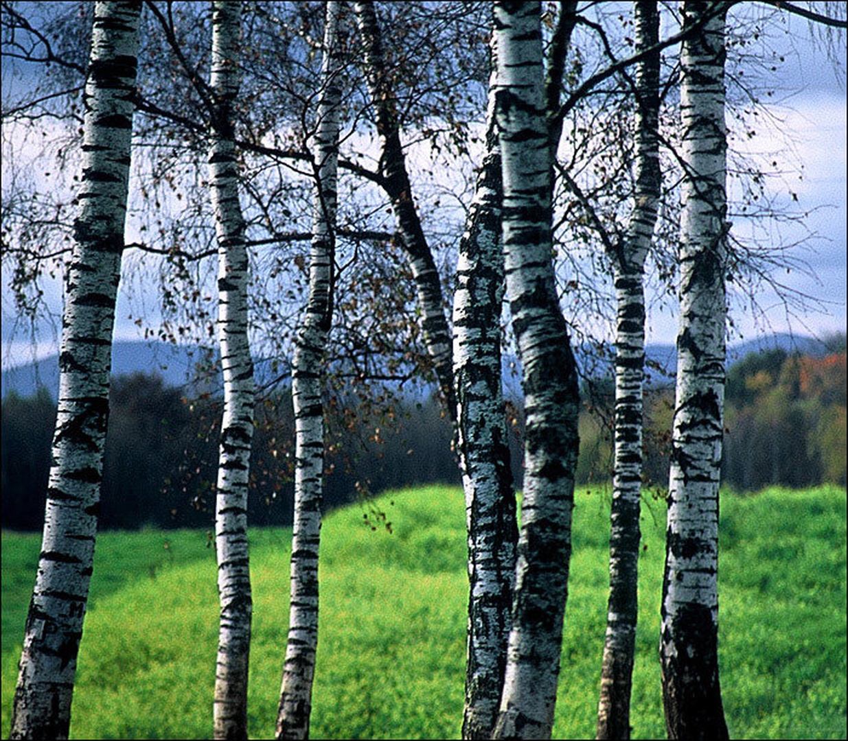 Breze by