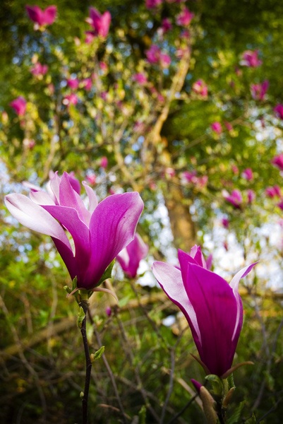 Magnolia by Aljaz Kajtna