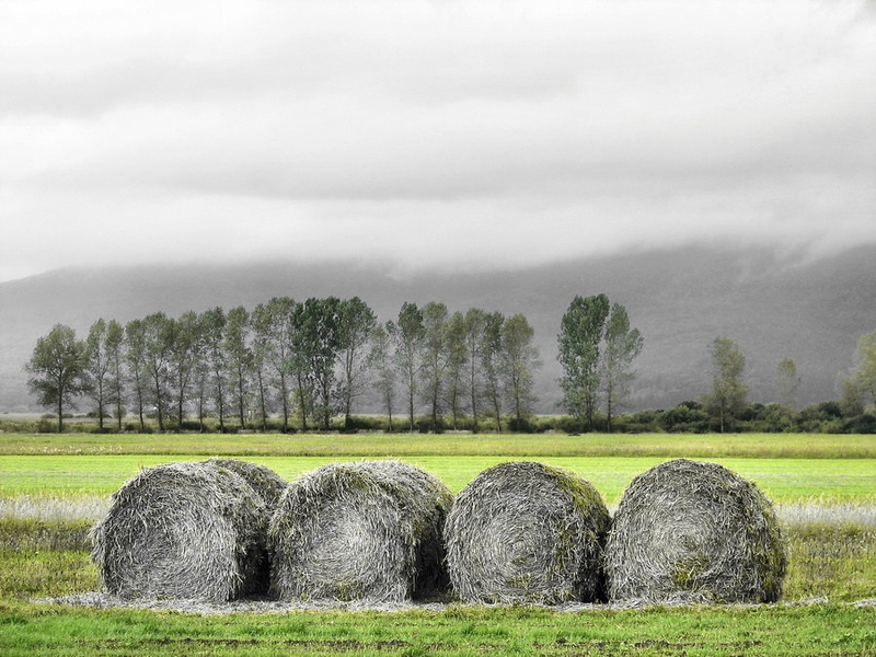 Bale by Matej Obreza