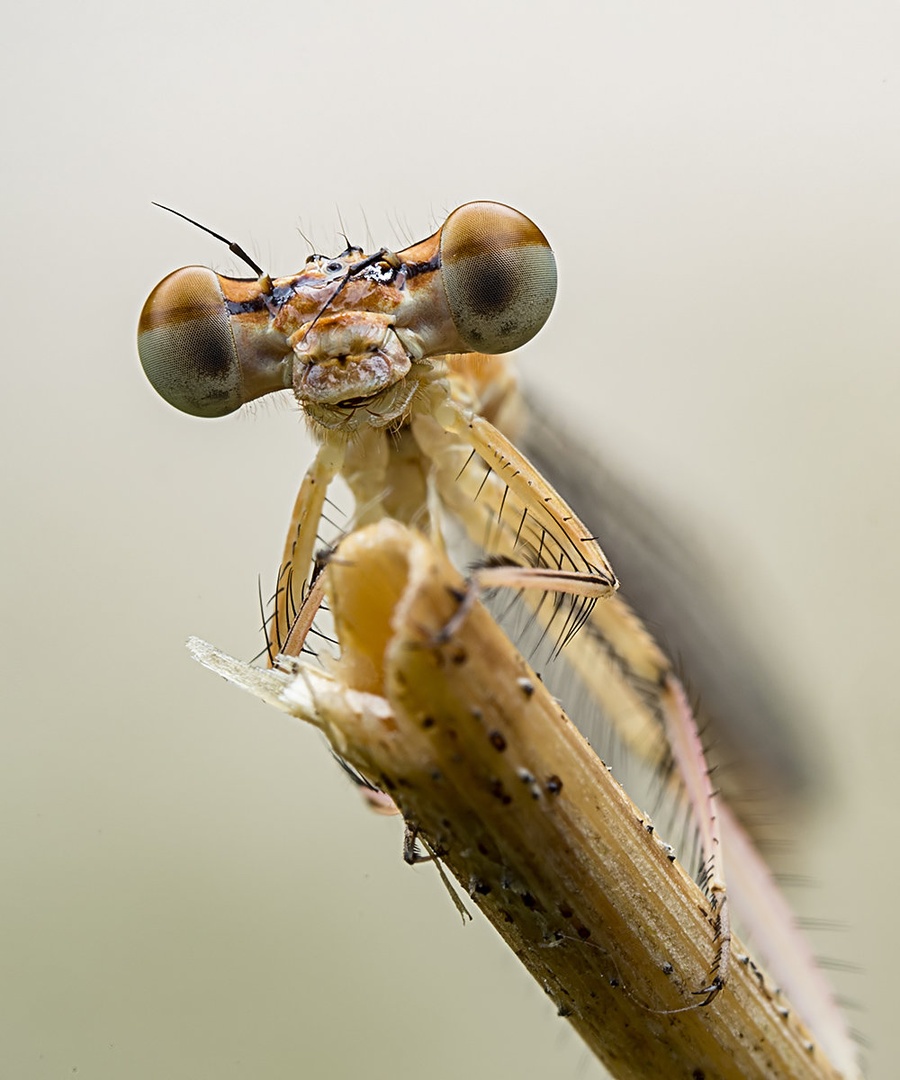 Polomljena antena by sanyalec