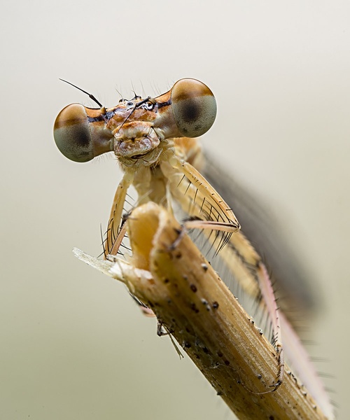Polomljena antena by sanyalec