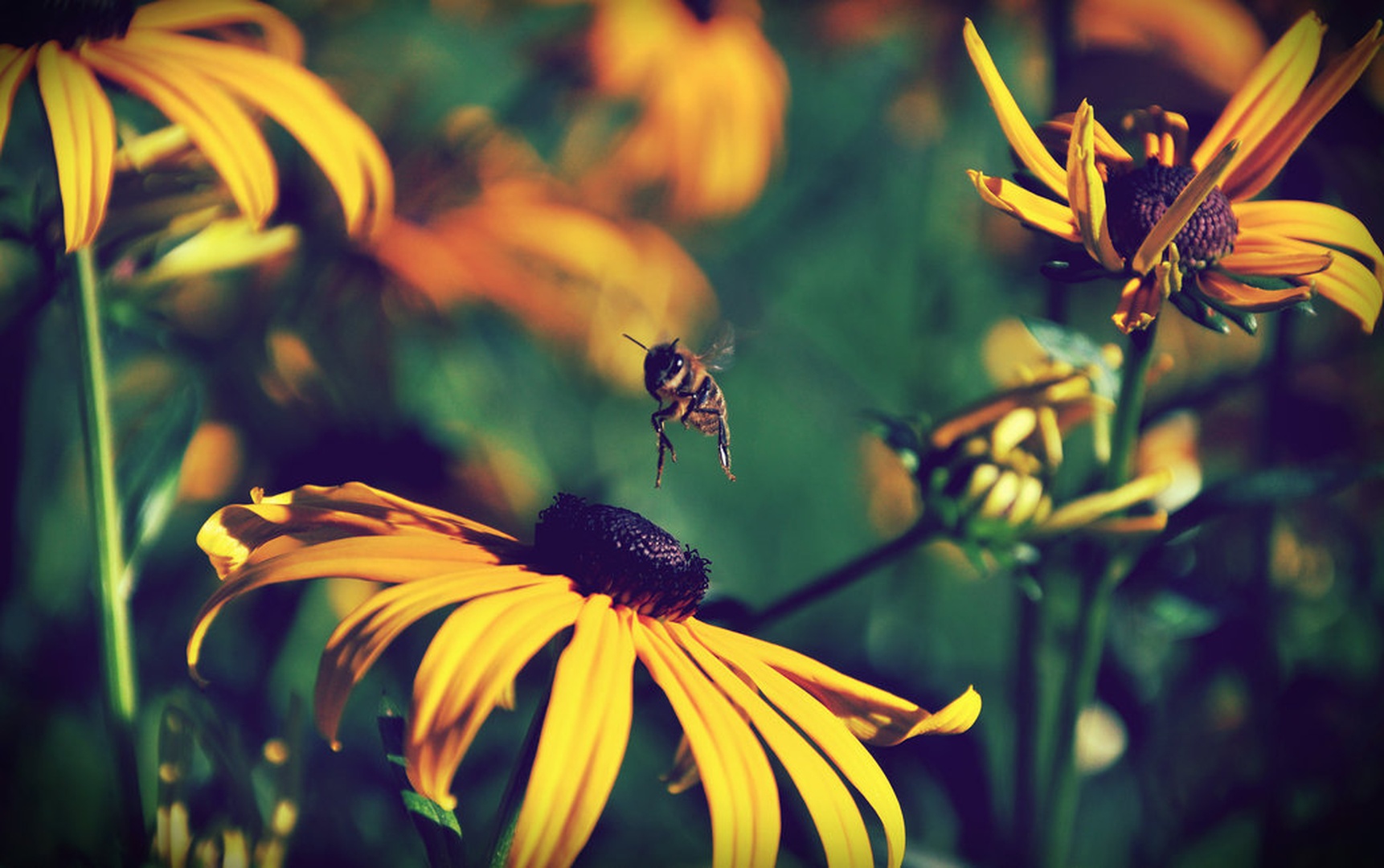 Maya the Bee by Oliver Ruškovič