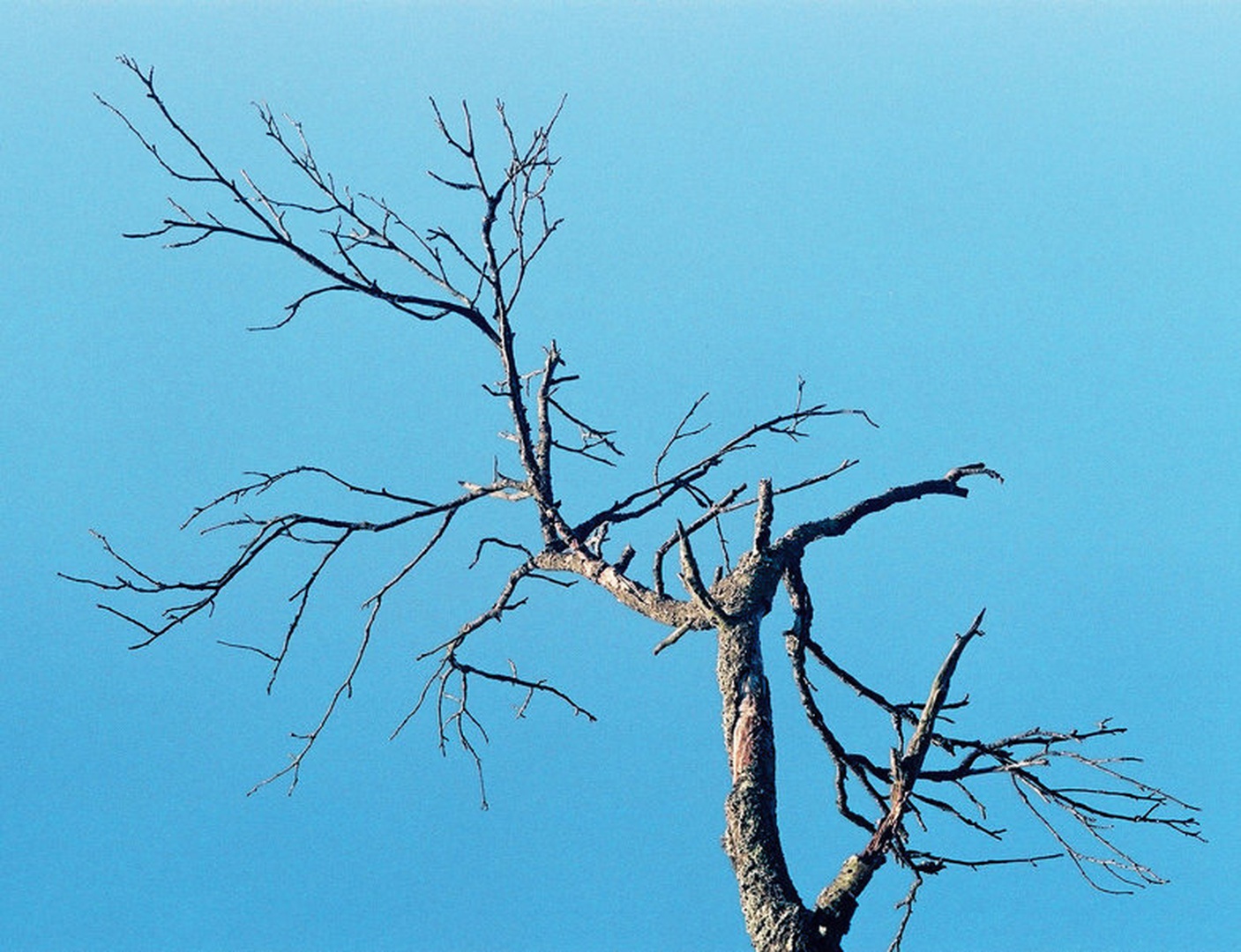 The Magnificent Tree by Oliver Ruškovič