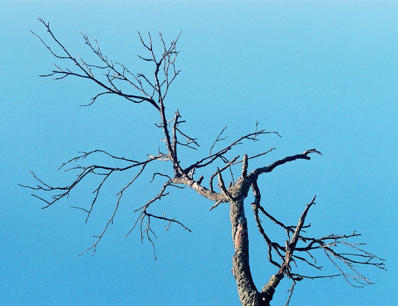 The Magnificent Tree by Oliver Ruškovič