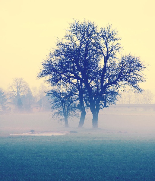 Fog (2) by Oliver Ruškovič