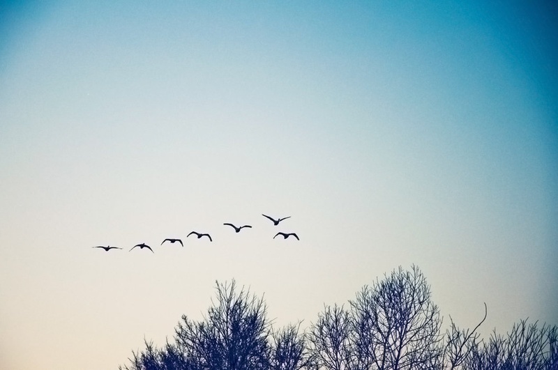 Birds by Oliver Ruškovič