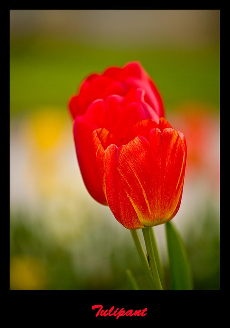 Tulipant by