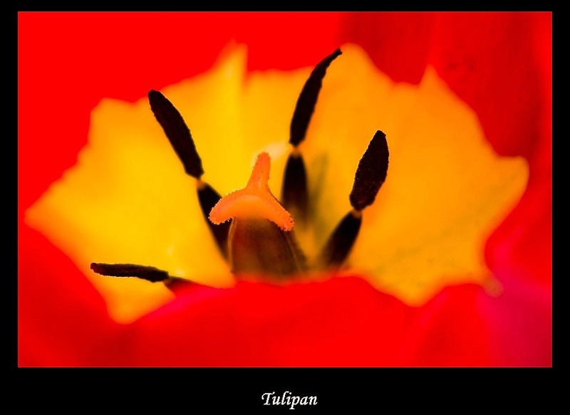 Tulipan by surface76