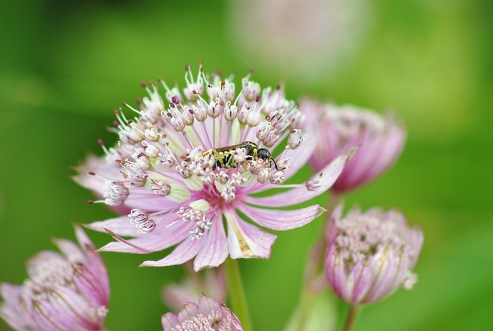 Macro by Grega Likozar