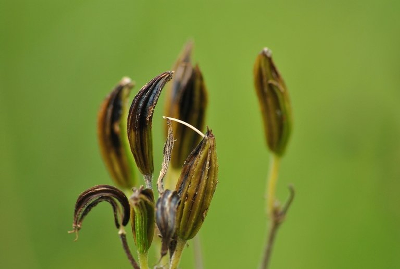 Macro by Grega Likozar