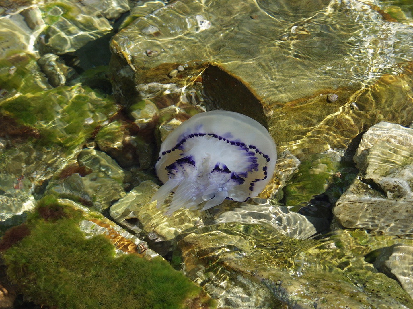 Meduza by Denis